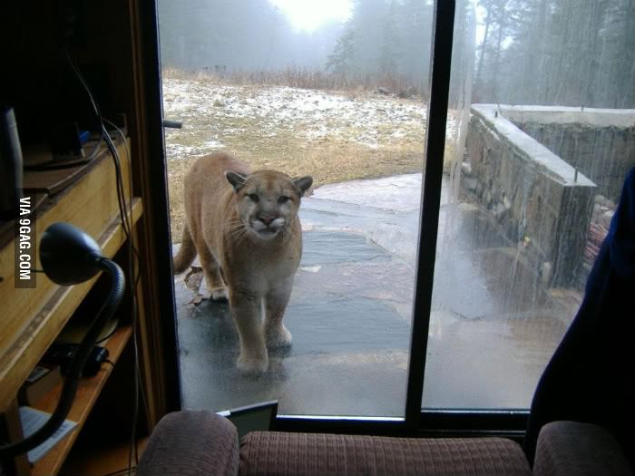 Pssst...hey...let me in, I&#039;m a kitty cat