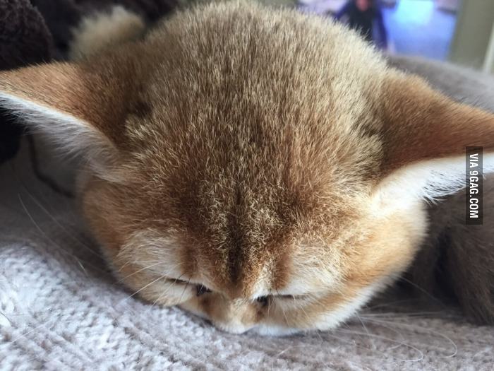 Sleep I must