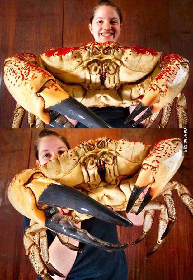 Tasmanian Giant Crab