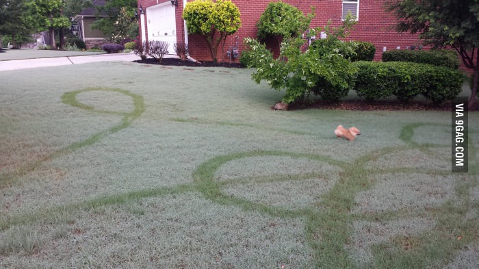 The morning dew perfectly captured this dog&#039;s erratic freedom run.