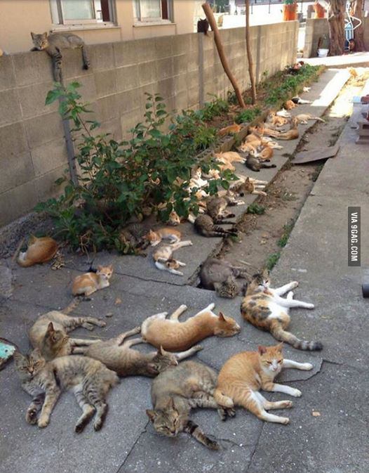 There is a city called Tashirojima, an island in Japan where cats outnumber humans and dogs are prohibited.