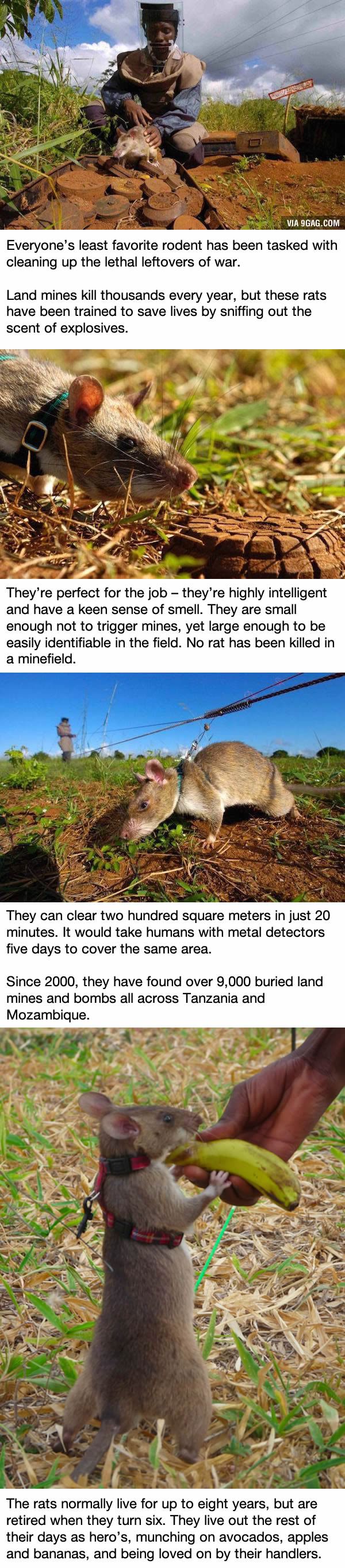 These rats in Africa are saving tons of lives in the most badass way possible