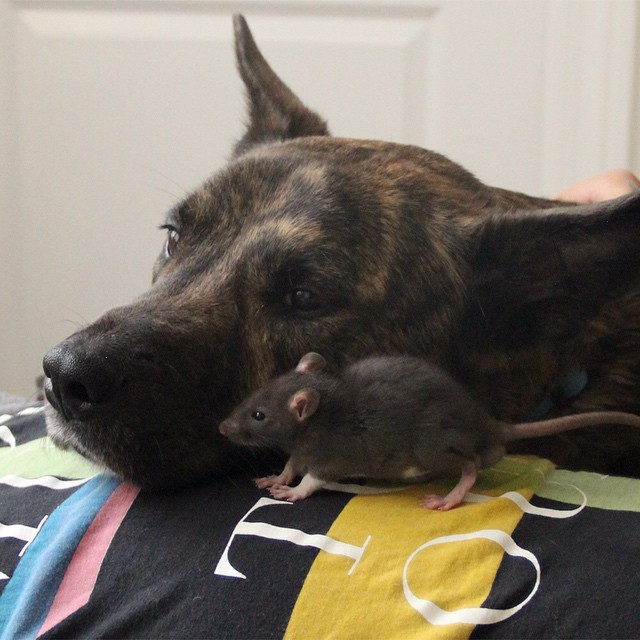 They Brought Home A Pet Rat, And It Formed An Incredible Bond With Their Dog. Meet Osiris And Riff Ratt