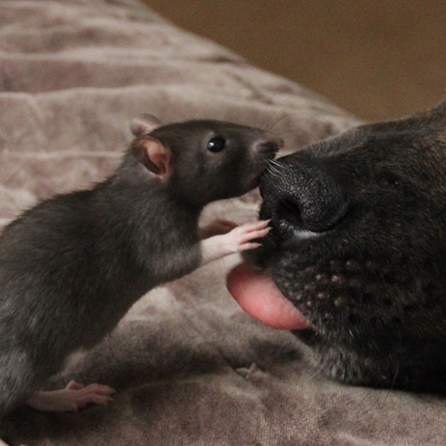 They Brought Home A Pet Rat, And It Formed An Incredible Bond With Their Dog. Meet Osiris And Riff Ratt