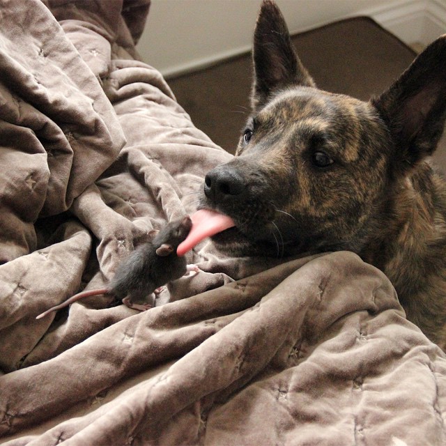 They Brought Home A Pet Rat, And It Formed An Incredible Bond With Their Dog. Meet Osiris And Riff Ratt