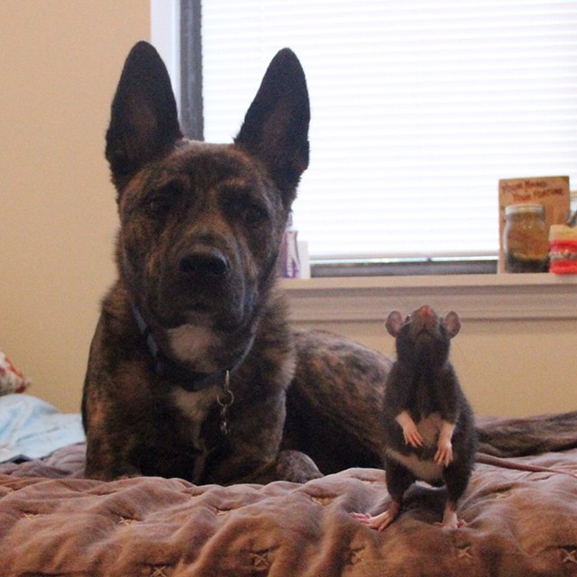 They Brought Home A Pet Rat, And It Formed An Incredible Bond With Their Dog. Meet Osiris And Riff Ratt