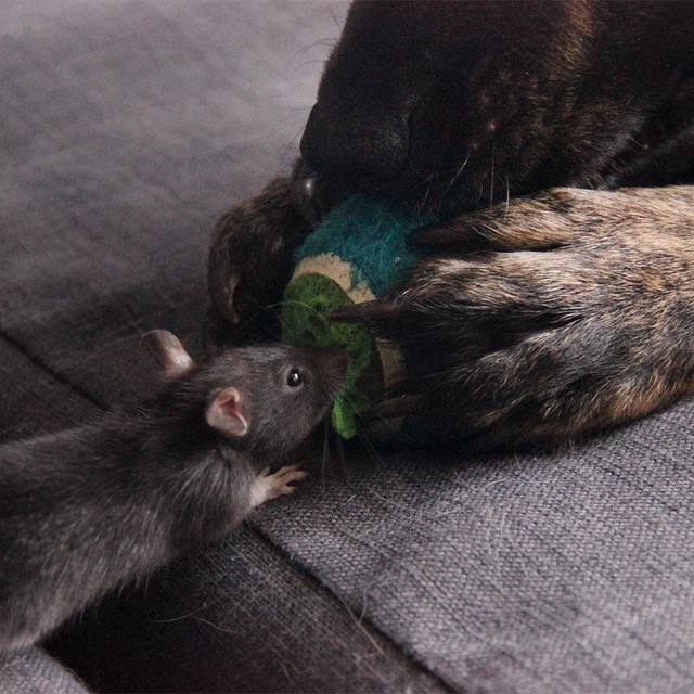 They Brought Home A Pet Rat, And It Formed An Incredible Bond With Their Dog. Meet Osiris And Riff Ratt