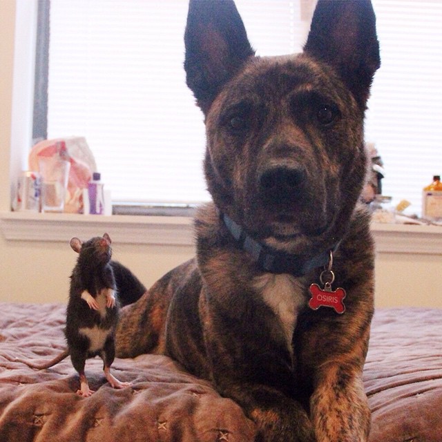 They Brought Home A Pet Rat, And It Formed An Incredible Bond With Their Dog. Meet Osiris And Riff Ratt