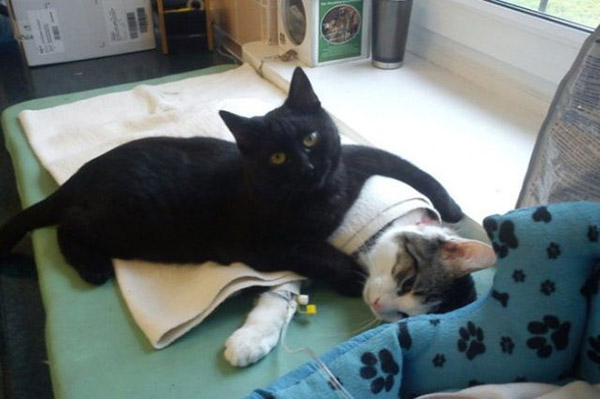 This Incredible Cat Looks Over All Patients At The Animal Shelter And Helps Them Recover