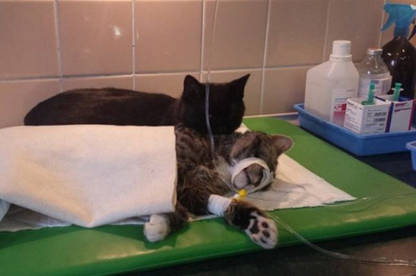 This Incredible Cat Looks Over All Patients At The Animal Shelter And Helps Them Recover