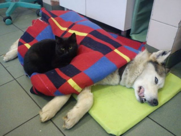 This Incredible Cat Looks Over All Patients At The Animal Shelter And Helps Them Recover