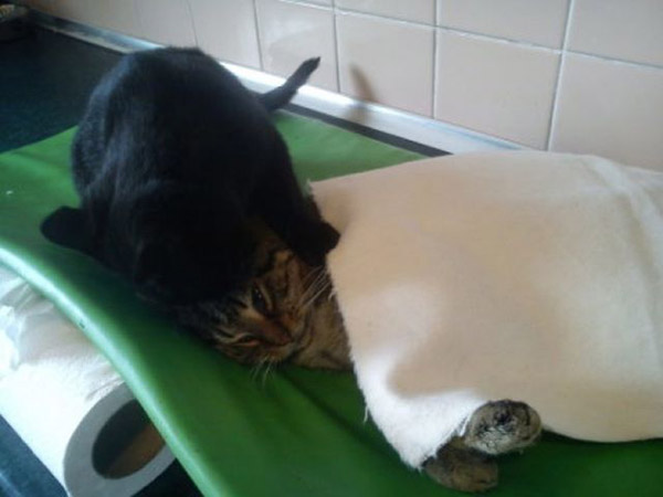 This Incredible Cat Looks Over All Patients At The Animal Shelter And Helps Them Recover