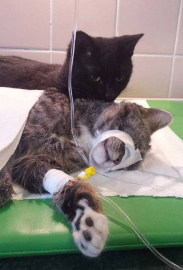 This Incredible Cat Looks Over All Patients At The Animal Shelter And Helps Them Recover