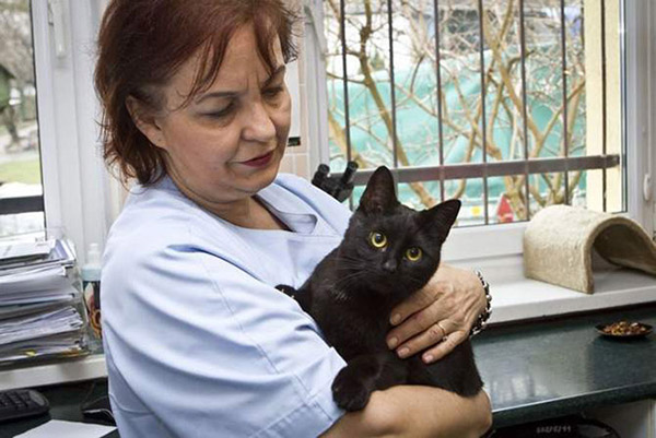 This Incredible Cat Looks Over All Patients At The Animal Shelter And Helps Them Recover