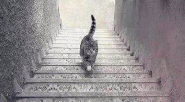 This Photo Of A Cat On The Stairs Is Causing A Massive Internet Debate. Is It Going Up or Down?