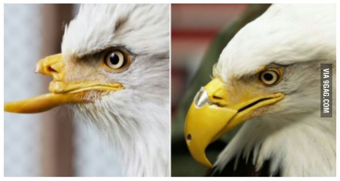 This eagle was tragically shot in the face, 3D printing saved her life