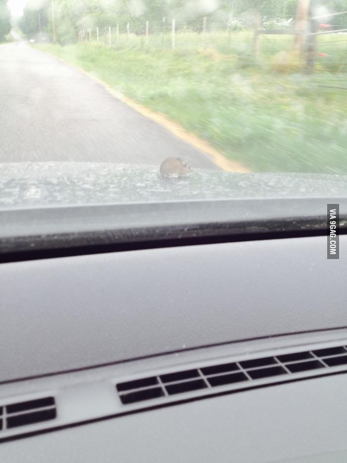 This little guy that crawled out of the engine compartment while going down the road. F**ks given, zero