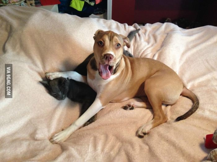 This pitbull is obsessed with this cat and annoys him constantly.