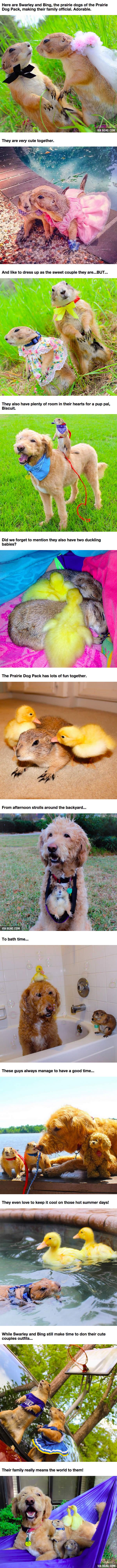 This &quot;Prairie Dogs, Labradoodles, and Ducks Family&quot; Just Makes Cuteness Overload