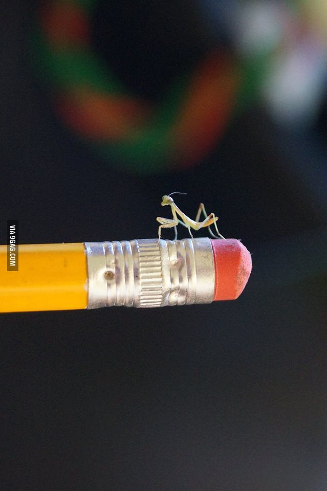 This tiny praying mantis that just hatched