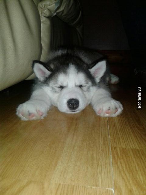 Tired on his first day home.