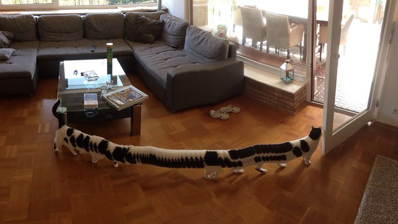 While Taking A Panoramic Picture, The Cat Walked Through. This Is The Hilarious Result