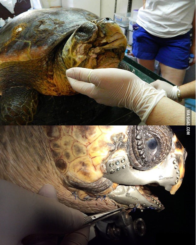 Wounded turtle Gets 3D Printed Beak.