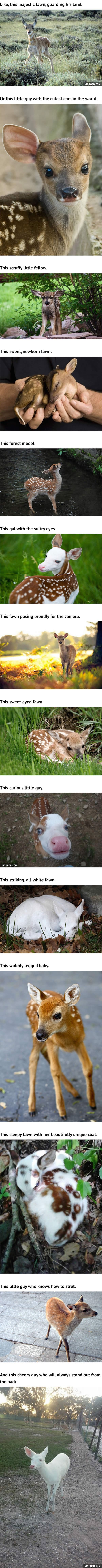 14 Fawns Who Are Too Pretty To Be Real