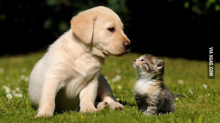 A kitten and a puppy