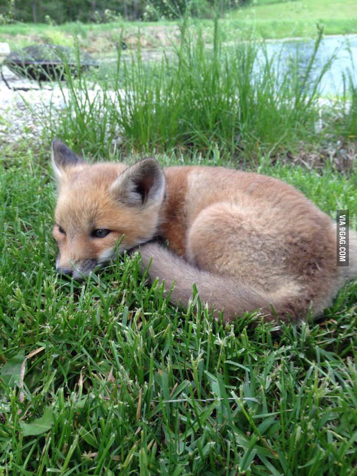 A rescued kit