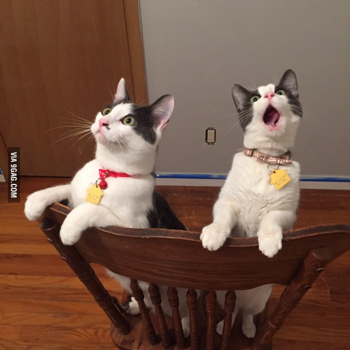 Cats&#039; reaction to seeing a ceiling fan for the first time