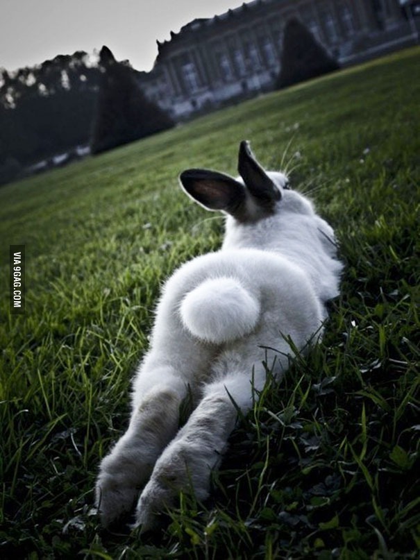 Dat ass