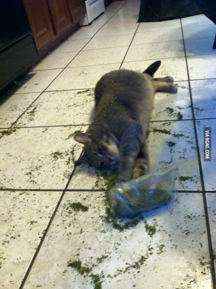 Got Into The Catnip