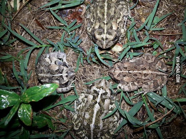 There was an important meeting in my yard last night.