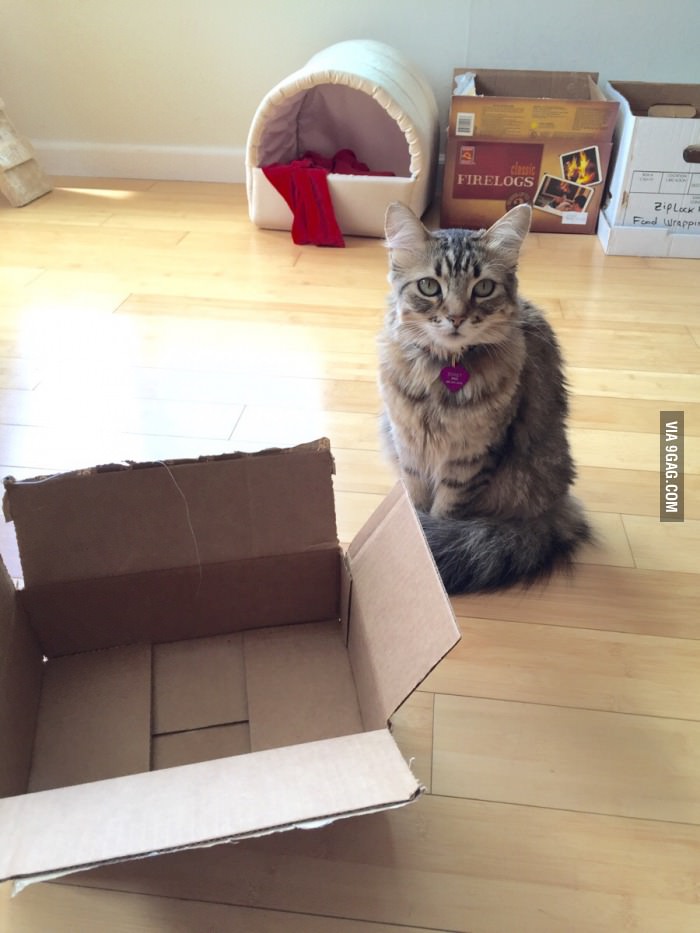 This cat is a first world anarchist...