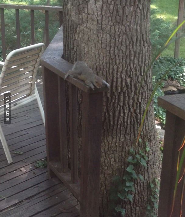 When it&#039;s so hot out, you need to take a break from doing your squirrel things.