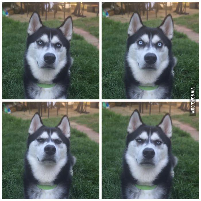 &quot;So I pretended to throw a ball and caught the exact moment my dog realised I had betrayed him...&quot;