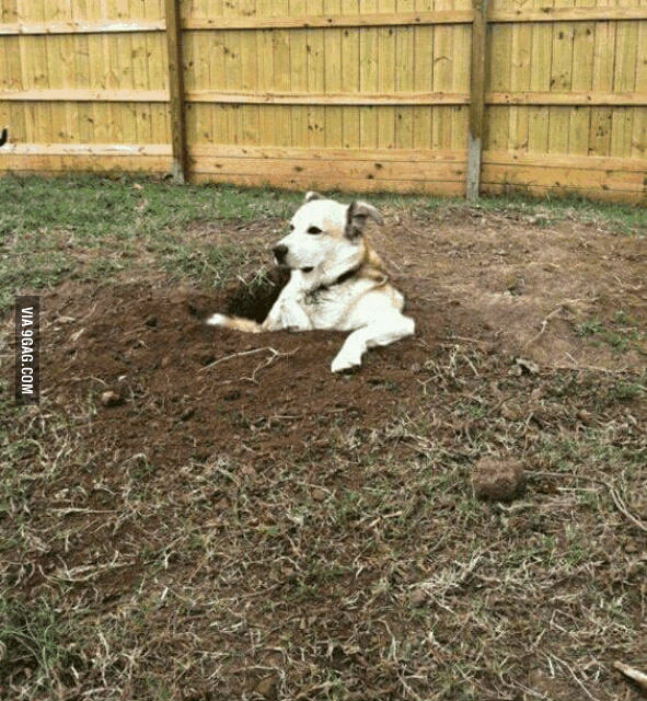 This dog likes to dig holes and then just sits and chills in them watching people...