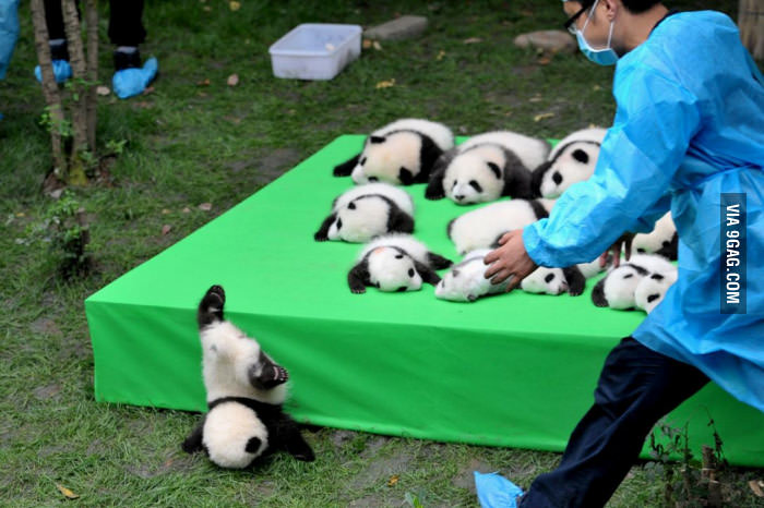 Babypanda falls from table