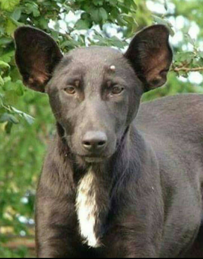 This dog is the spitting image of a certain Russian gentleman I know of