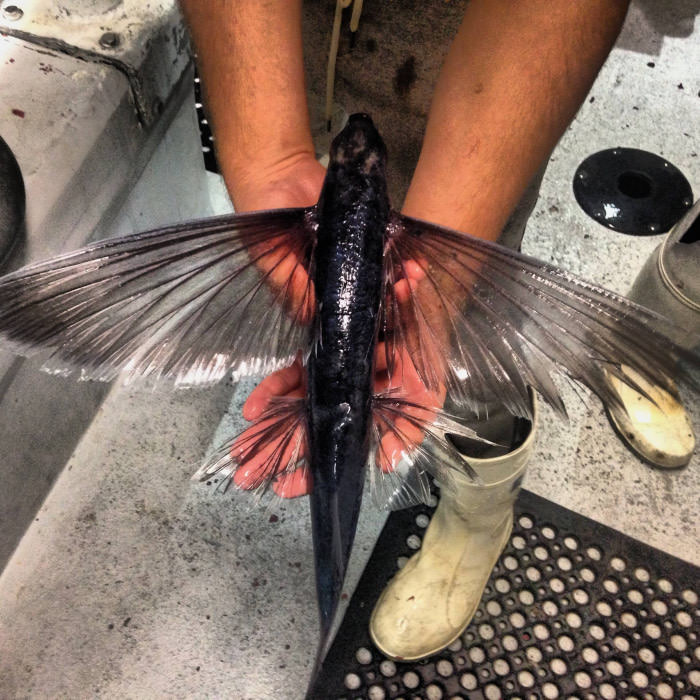 A flying fish landed on our boat lastnight. We took this quick pic then put it back in the water.