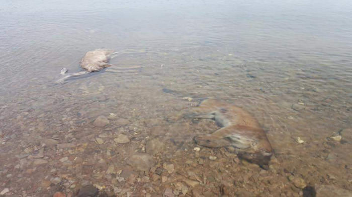 A mountain lion and a deer, frozen under a lake in CO