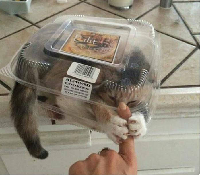 Almond cookies or kitty?