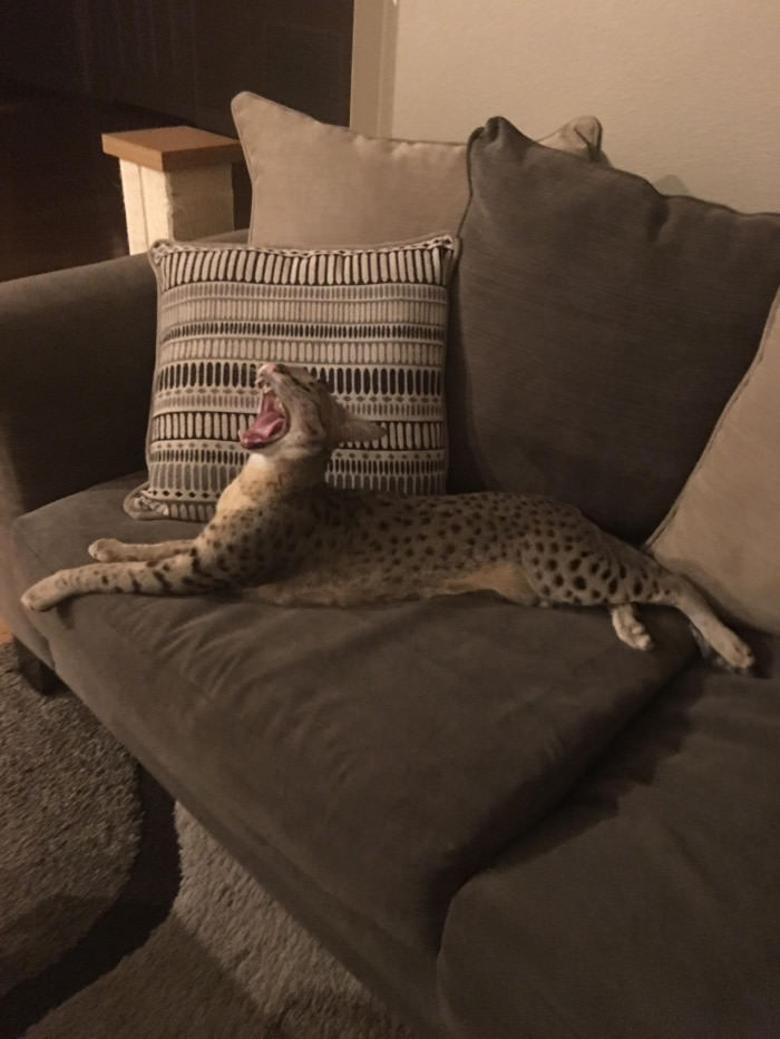 And the biggest yawn award goes to...