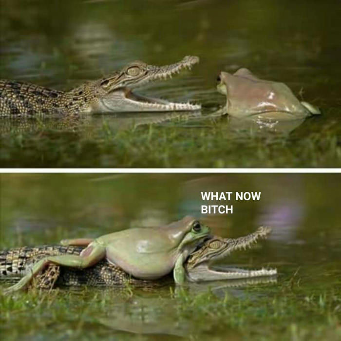 Choke that b*tch, froggo