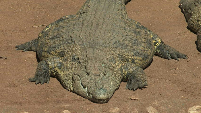 Ever seen a fat alligator, here&#039;s one