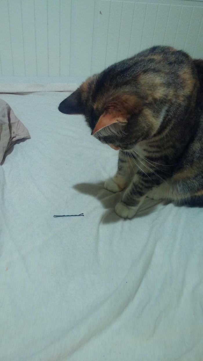 Just started dating a girl after being single for a long time. My cat was transfixed by the first sight of a bobby pin.