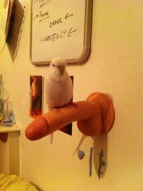 Look at my new cute bird. His name&#039;s Herbert