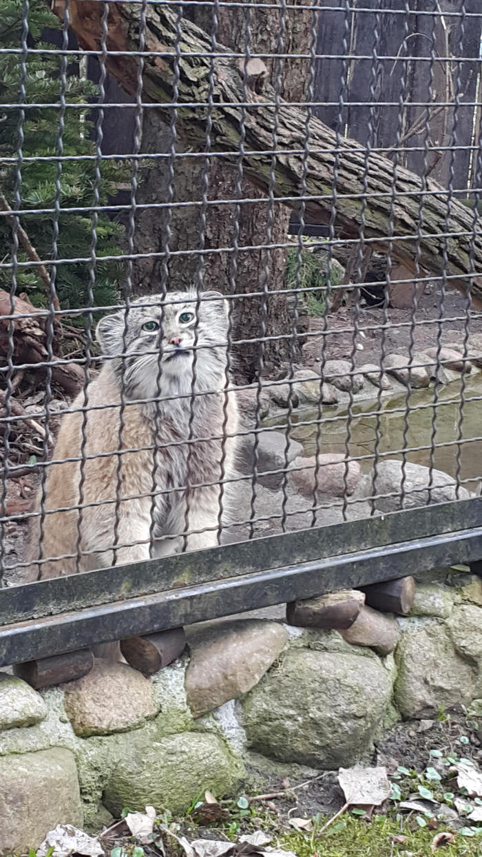 Met this sad looking dude at Warsaw&#039;s zoo. When I was leaving he looked at me like that