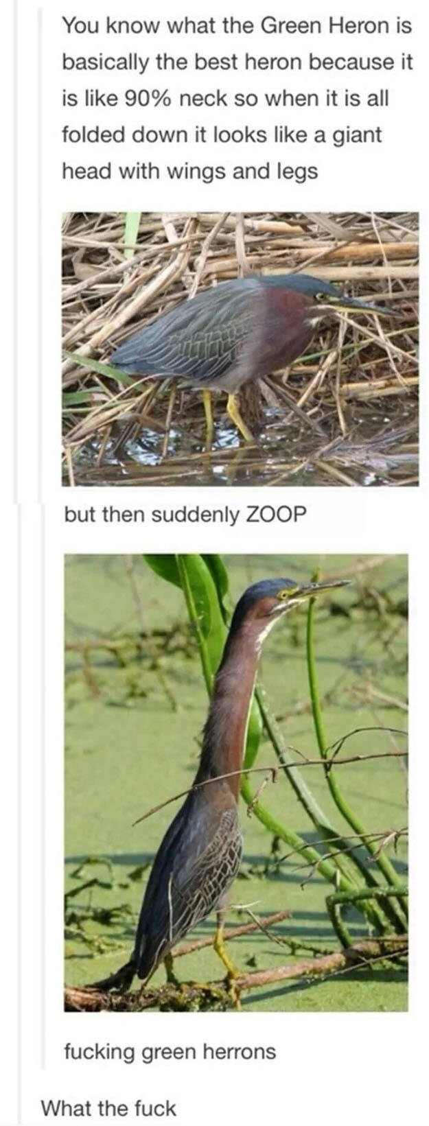 Suddenly, ZOOP!